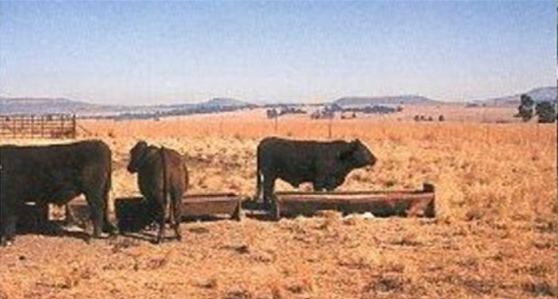 Nkomo 2